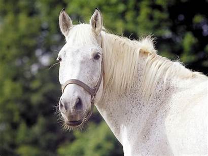 Horse Wallpapers Horses Desktop Albinos Definition Background
