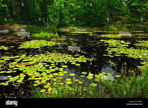 Water Lilies Water Lily Pads Lily Pad Greenery Foliage Hi Res Stock