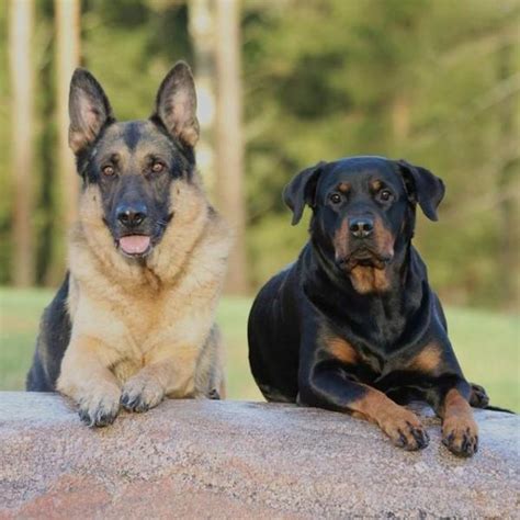 The 10 Most Popular German Dog Breeds