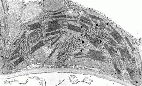 Cell structure hydrilla, view of the leaf surface showing plant. Biology 11: Topic 1: The Eukaryotic Cell