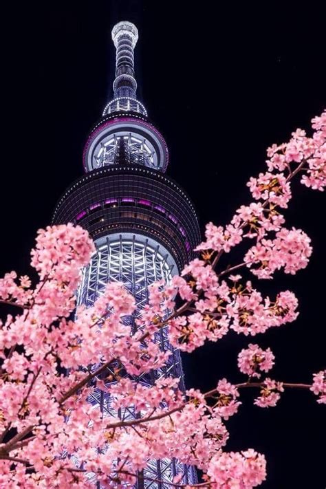 Sakuratokyo Skytreetokyo Korea Wallpaper Japan Photography Japan