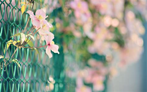 Wallpaper 1920x1200 Px Bokeh Chain Fence Fences Flowers Link