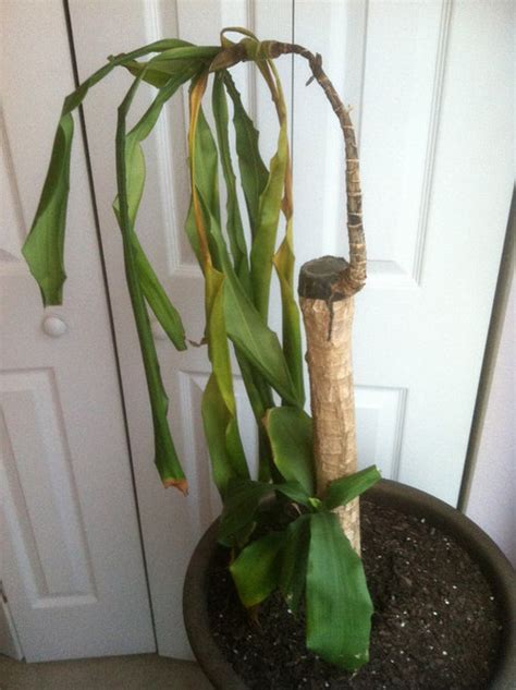 New Member Need Help With Dying Corn Plant