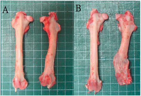 Ijms Free Full Text Development Of A Three Dimensional 3d Printed