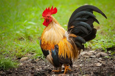 The malay chicken breed is frequently regarded as the tallest chicken breed. Serama Chicken: Breed History, Size, Pricing and Care Tips