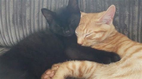 My Cuddling Kittens Kittens Gingerkitten Blackcat Nala Lilo