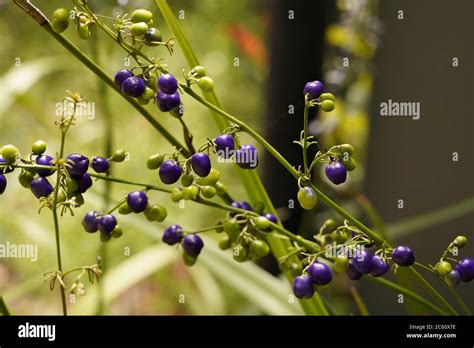 Indigo Coloured Berries Of Dianella Caeruleablue Flax Lily Blueberry