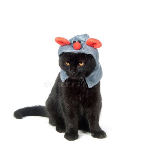 5977 Black Cat Hat Stock Photos Free And Royalty Free Stock Photos