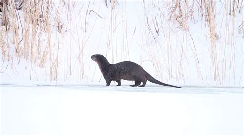 River Otter Running Along On The Ice Youtube