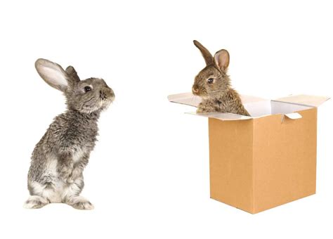 Why Do Rabbits Eat Paper Or Cardboard Is It Bad Animalfyi