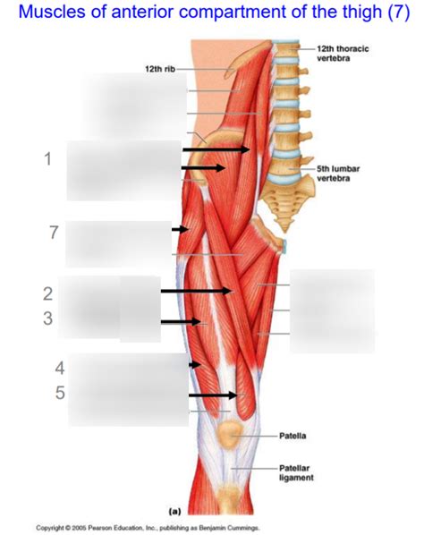 Muscles Of The Anterior Thigh Diagram Quizlet