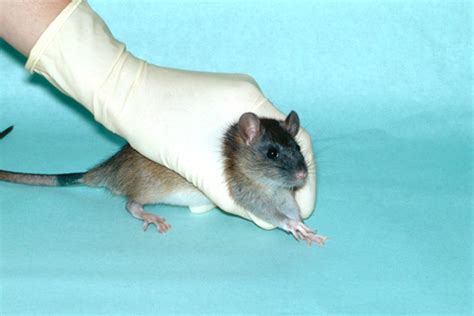 Specific Guidance For Rats When Conducting Minor Procedures Without
