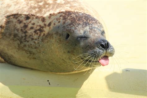 Free Images Coast Animal Predator Fauna Seals Vertebrate North