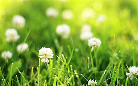 3869 x 2579 pixels, xx_large: Wallpaper Wednesday: Summer Grass - Artform