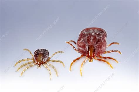 Hard Ticks Before And After Feeding Stock Image C0509689 Science