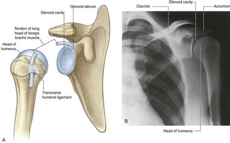 Shoulder Glenohumeral Joint Human Skeleton Anatomy Human Body