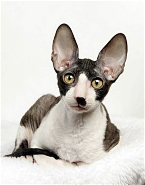 Cats with big ears often look extra endearing. Oregon Rex - Information, Health, Pictures & Training Pet Paw
