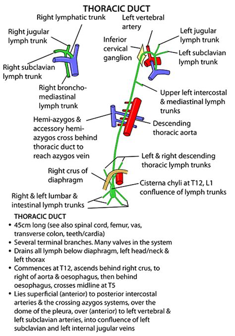 Instant Anatomy Thorax Vessels Lymphatics Thoracic Duct