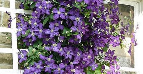 Click to see full answer. beautiful purple climbing flowers. Anyone know what they ...