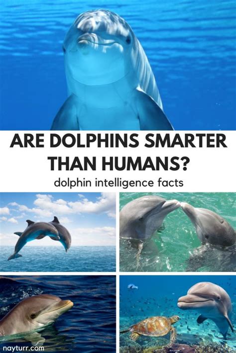 Are Dolphins Smarter Than Humans? Dolphin Intelligence Facts – Nayturr