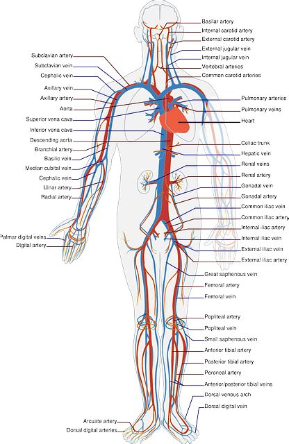 The Human Vascular System Main Parts And Function Video And Lesson