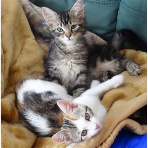 Sweet Trixie Adoption Pending Female Domestic Medium Hair Cat In Vic