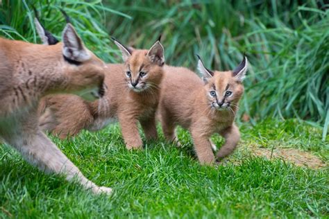 They will fall in love with it the minute your kitten opens its eyes! Recently Named Caracal Kittens Go Exploring - ZooBorns