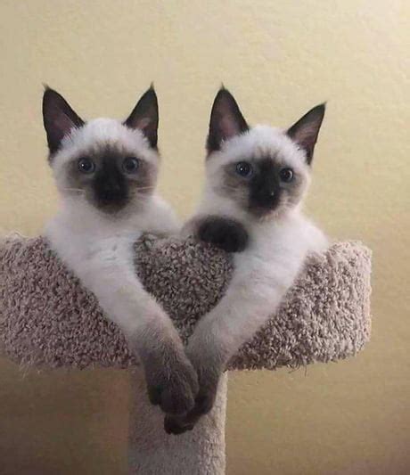 Siamese Cat Twins Best Cat Wallpaper