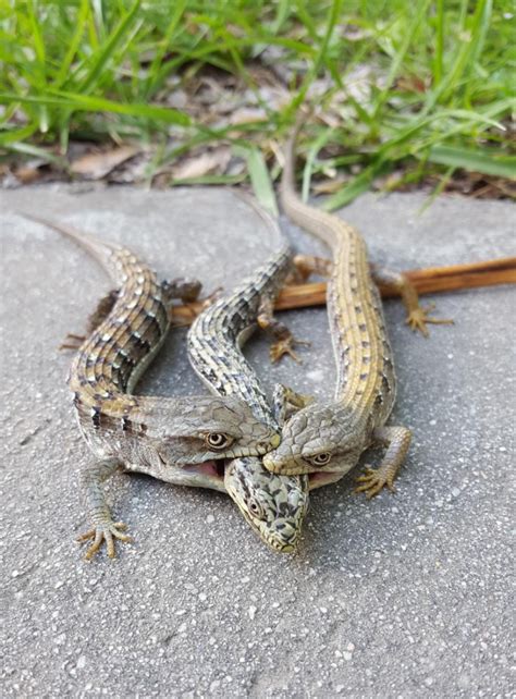 We Want Your Photos of Alligator Lizard Sex | La Brea Tar Pits
