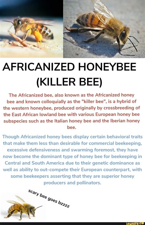 Africanized Honeybee Killer Bee The Africanized Bee Also Known As