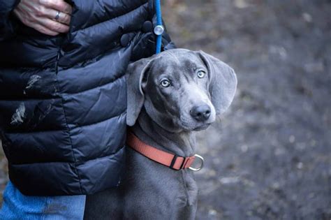 Weimaraner Loyal Intelligent Easy To Train And Groom High Energy