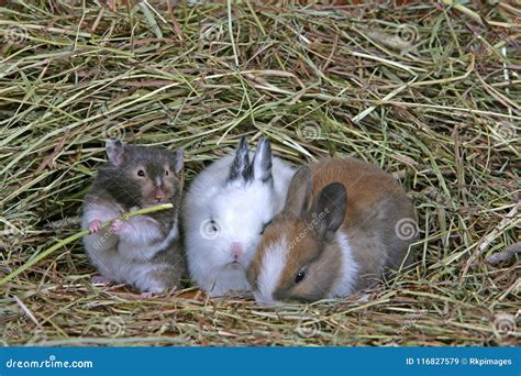 Cute Hamster And Two Baby Rabbits Together In Hay Stock Image Image