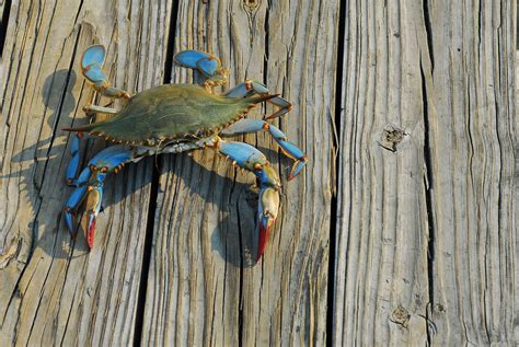 Maryland Blue Crab Images Filemaryland Blue Crab Bodewasude