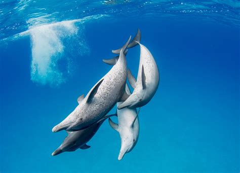 Sl1 Wild Dolphins Oceanographic Oceanographic