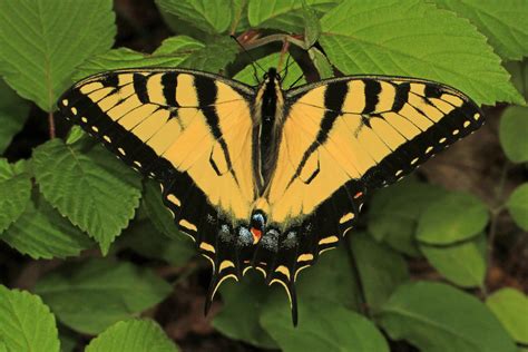 Eastern Tiger Swallowtail Papilio Glaucus Jones Preserv Flickr