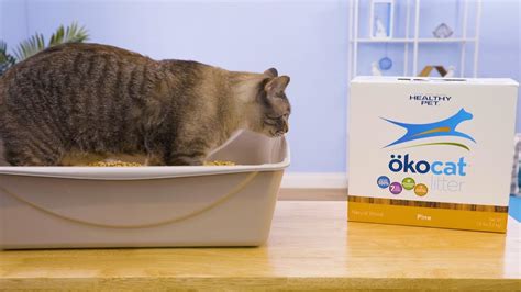 For the best cat litter look no further than chewy. Ökocat Natural Wood Cat Litter | Chewy - YouTube