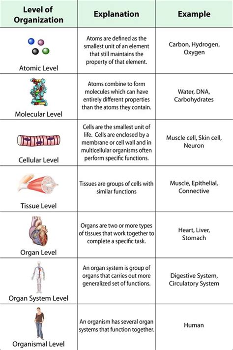 Levels Of Organization Of The Body Cool At School Pinterest Esl