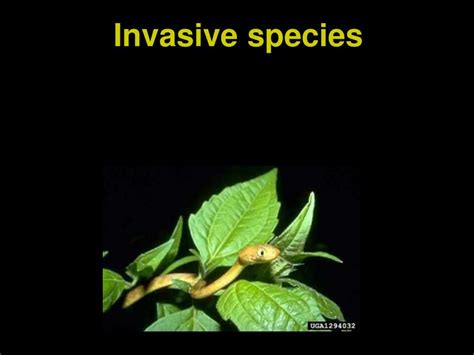 Ppt Invasive Species Powerpoint Presentation Free Download Id1165382