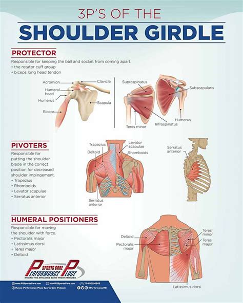 Pin On Shoulder Injuries