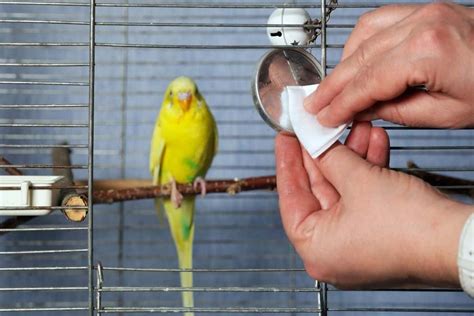 How To Care For A Parrot Little Pet Corner