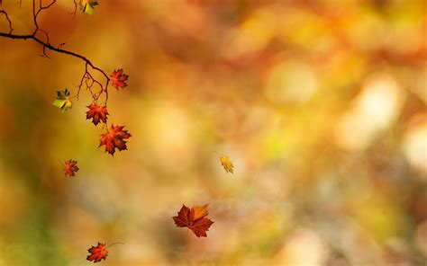 Autumn Branches Wallpapers Wallpaper Cave