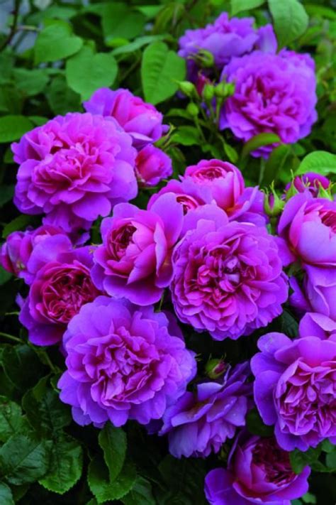 Top 10 Most Beautiful Purple Roses Roses David Austin David Austin