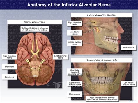 Anatomy Of The Inferior Alveolar Nerve Trial Exhibits Inc