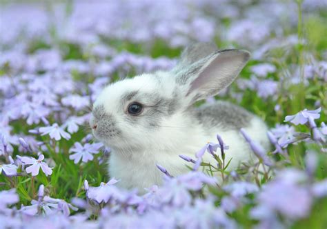 13 Incredible Easter Bunny Facts You Never Knew Best Lifebest Life