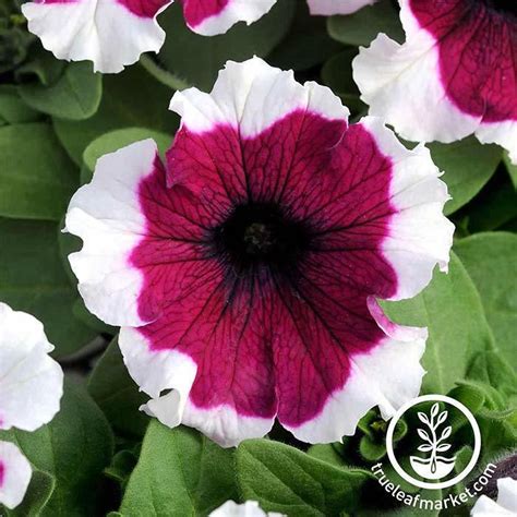 Petunia Flower Seeds Dreams Series Pelleted Annual Hybrid Seed