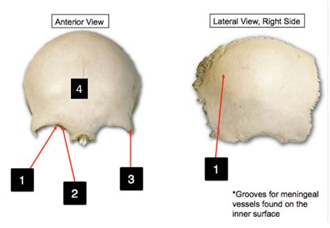 Anatomy Frontal And Parietal Bone Diagram Quizlet