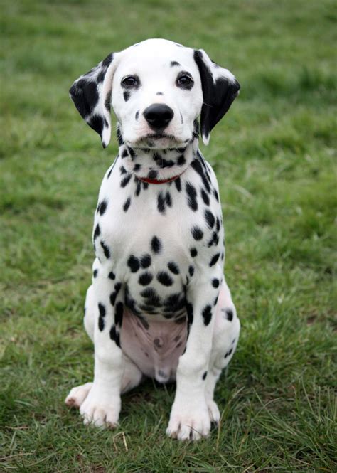 79 Dalmatian Dog Breeders Image Bleumoonproductions