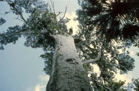 10 Of The Oldest Living Trees In The World