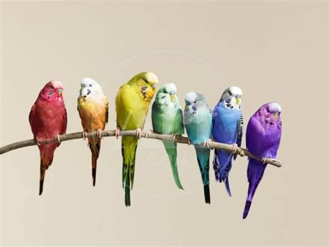 Rainbow Row Of Budgies Sat On A Branch Photographic Print Walker