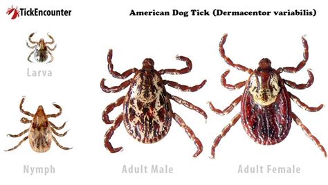 American Dog Tick Tickencounter
